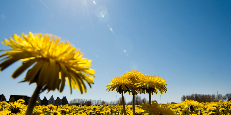 Midsommar Blogg